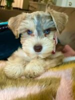 Schnauzer Puppy (Molly) | Breed & Care - Image 2