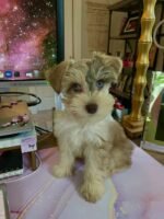 Schnauzer Puppy (Molly) | Breed & Care - Image 3