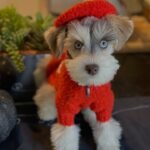 Schnauzer Puppy Molly in her costume.