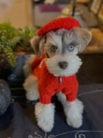 Schnauzer Puppy Molly in her costume.