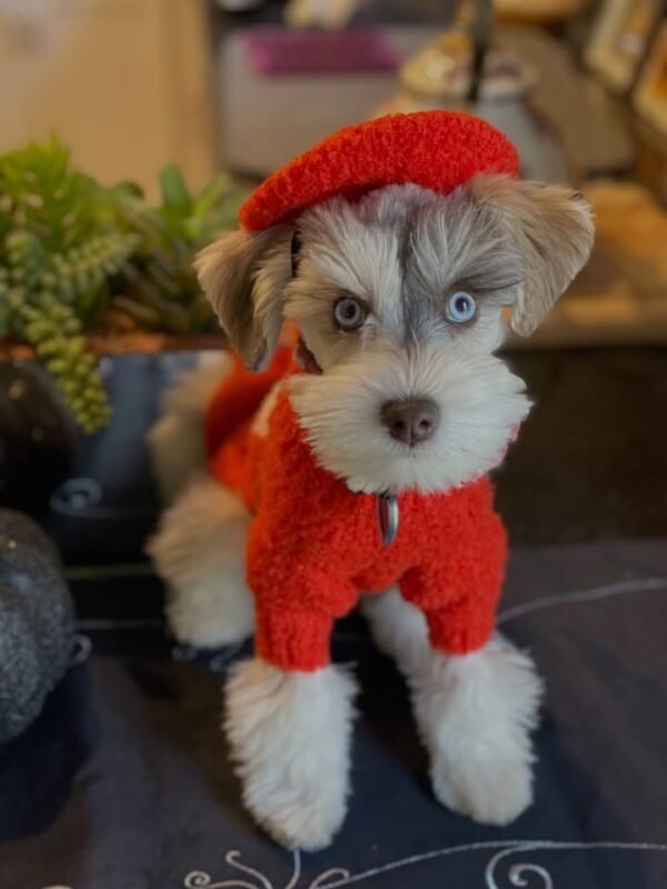 Schnauzer Puppy Molly in her costume.