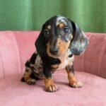 Dachshund puppy Charlie posing.