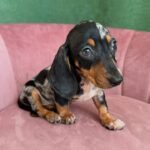 Dachshund Puppy (Charlie) | Breed & Care - Image 2