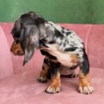 Dachshund Puppy (Charlie) | Breed & Care - Image 3