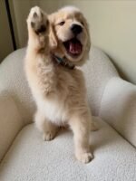 Golden Retriever Puppy (Oliver) | Breed & Care - Image 3
