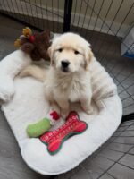 Golden Retriever Puppy (Oliver) | Breed & Care - Image 2