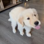 Golden Retriever Puppy Oliver