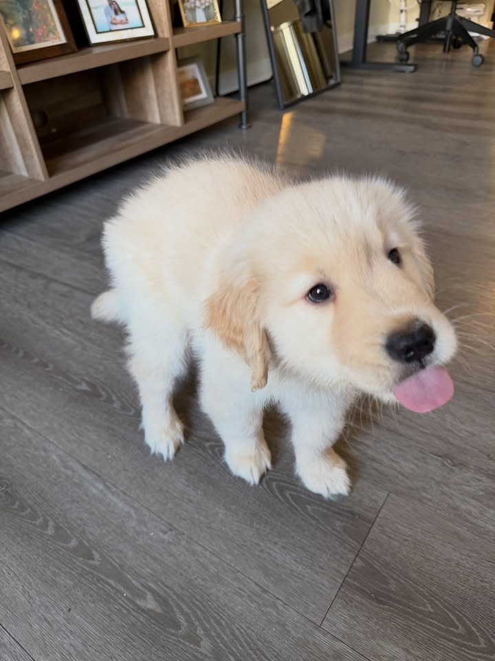 winstons_golden_life-20260929-0006 Golden Retriever Puppy Oliver